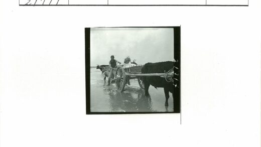 农夫牵牛车运货过浅滩.jpg