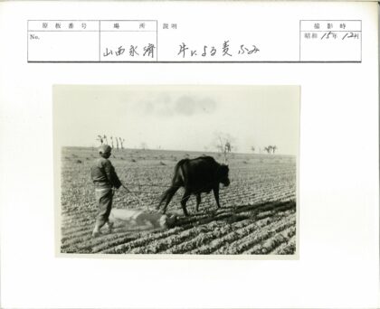 农夫牵马犁地稀疏树林背景.jpg