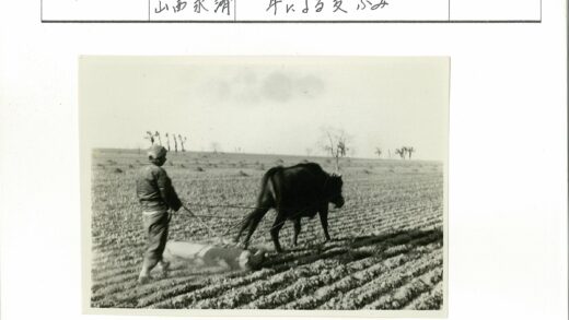 农夫牵马犁地稀疏树林背景.jpg