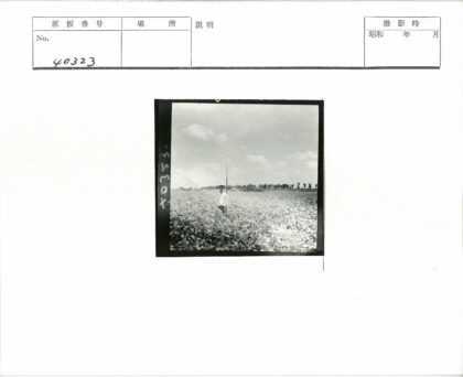 农夫田野执杆劳作.jpg