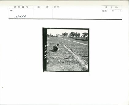 农夫田野照料植物.jpg