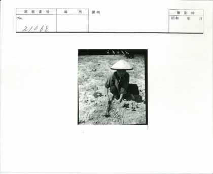 农夫田间劳作旱地耕作.jpg
