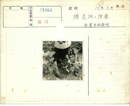 农夫蹲在热带植物田间.jpg