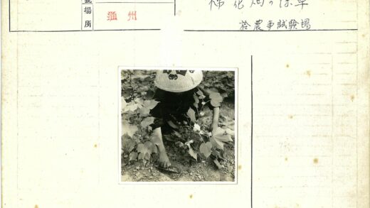 农夫蹲在热带植物田间.jpg