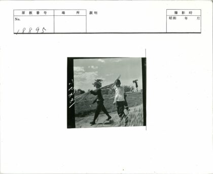 农家孩子田间劳作.jpg