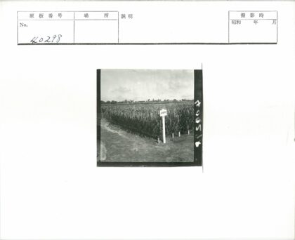 农村庄稼地多云天空标志.jpg