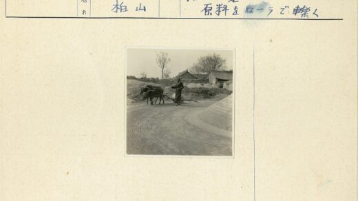 农村耕牛犁地秋景图.jpg