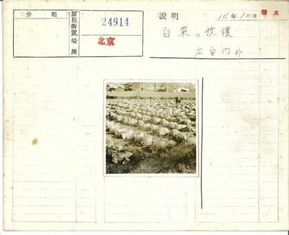 农民在白菜地劳作.jpg