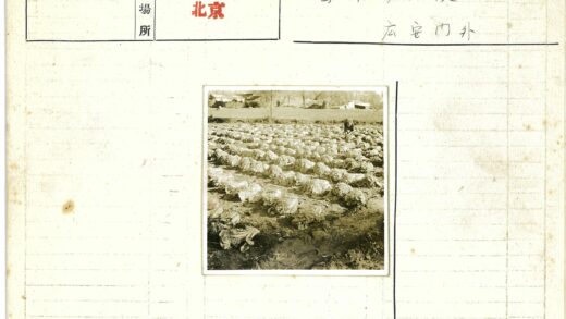 农民在白菜地劳作.jpg