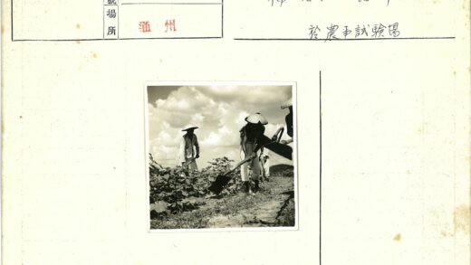 农民戴锥帽田间锄地.jpg