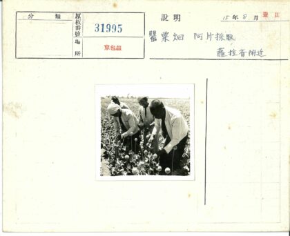 农民收割高大球状花朵农田劳作.jpg