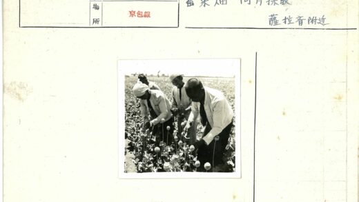 农民收割高大球状花朵农田劳作.jpg