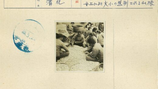 农民整理农产品工作场景.jpg