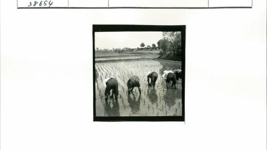 农民水田插秧劳作场景.jpg