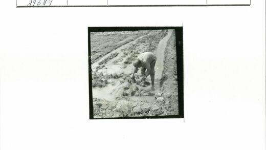 农民泥地处理水渠植物.jpg