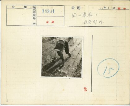 农民泥地耕作种植小苗.jpg