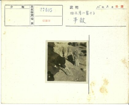 农民田间捆稻草劳作.jpg