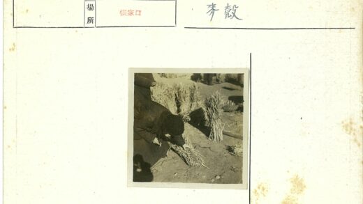 农民田间捆稻草劳作.jpg