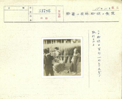 农民田间收割稻秆劳作.jpg