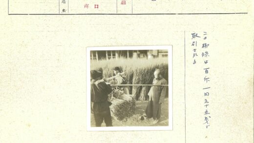 农民田间收割稻秆劳作.jpg