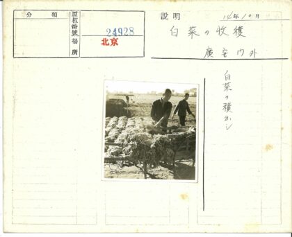 农民田间收获手推车劳作.jpg