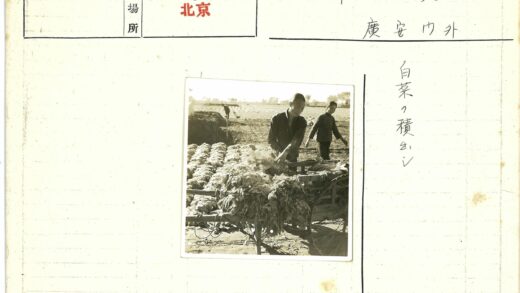 农民田间收获手推车劳作.jpg