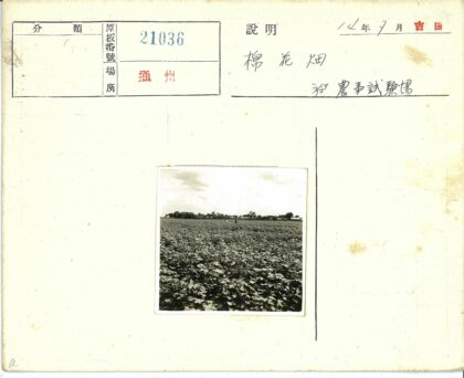 农田劳作与远树风光.jpg