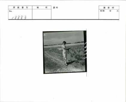 农田小路戴帽人.jpg