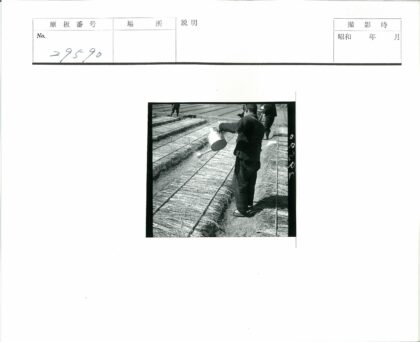 农田稻草覆盖庄稼浇水工作.jpg