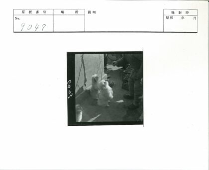 冬日人狗温馨互动与自行车背景.jpg