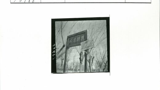 冬日晴空下的枯树文字景.jpg