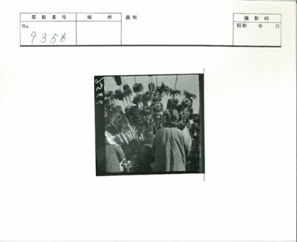 冬日暖阳下的密林留影.jpg