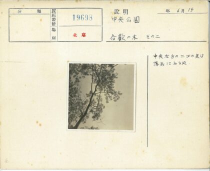 冬日枯枝与零星树叶.jpg