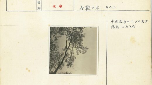冬日枯枝与零星树叶.jpg