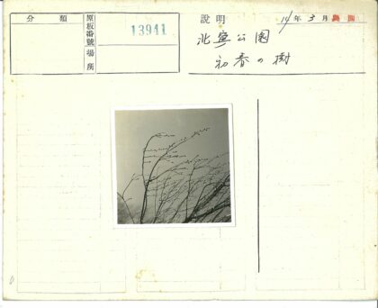 冬日枯枝伸向天空.jpg