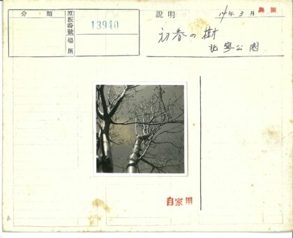 冬日枯枝映蓝天.jpg