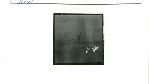 冬日枯树与电线杆景观.jpg