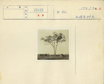 冬日枯树与远方建筑.jpg