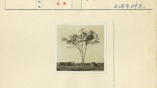 冬日枯树与远方建筑.jpg