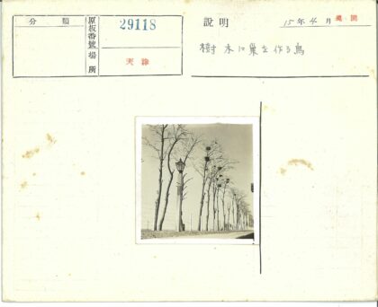 冬日枯树鸟巢铁丝网土路.jpg