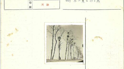 冬日枯树鸟巢铁丝网土路.jpg