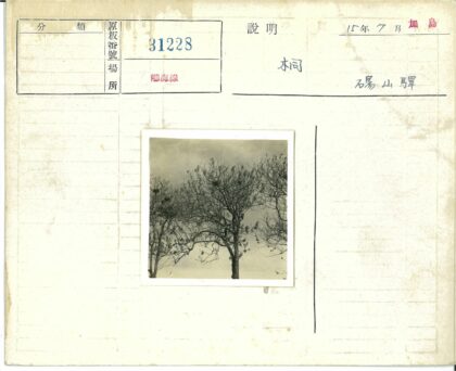 冬日秃树与多云天空.jpg