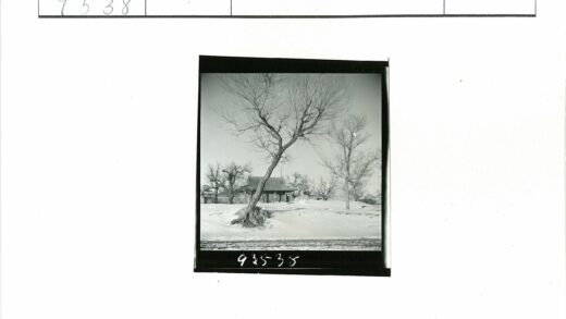 冬日雪景枯树与瓦顶建筑.jpg
