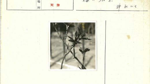 初春新芽特写.jpg