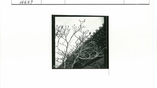 初春阴天嫩芽老屋枝头.jpg