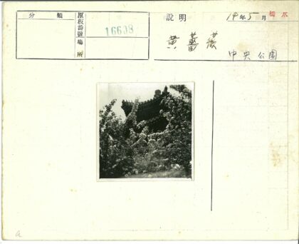 华丽宝塔映花树晴空.jpg