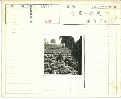 卷心菜田与干叶建筑远景.jpg