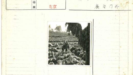 卷心菜田与干叶建筑远景.jpg