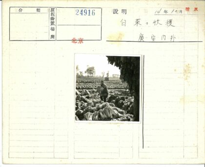 卷心菜田劳作与树林背景.jpg