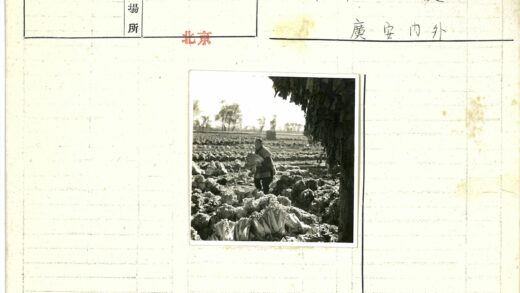 卷心菜田劳作与树林背景.jpg